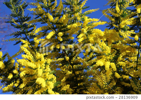 Mimosa flowers 28136909