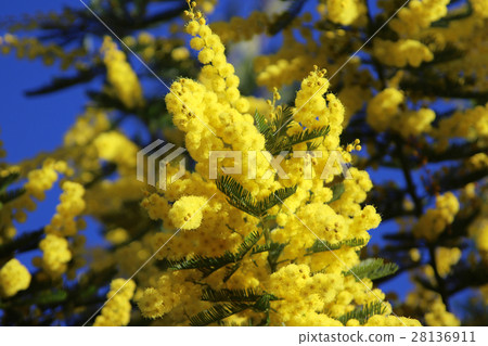 含羞草花 28136911