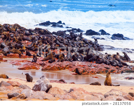 Brown fur seal, Arctocephalus pusillus, colony at 28137058