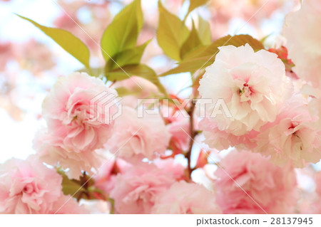 Yaezakura(Hanagasa) Yaezakura(Hanagasa) 28137945