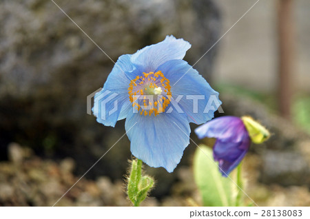 喜馬拉雅山的罌粟 喜馬拉雅山的罌粟 28138083