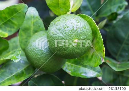 Lemons on tree Lemons on tree 28138100