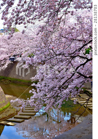 Ooka River Promenade of cherry blossoms in full bloom 28138703