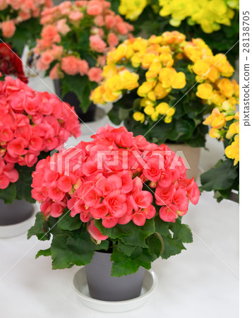 Riggers Begonia 28138705