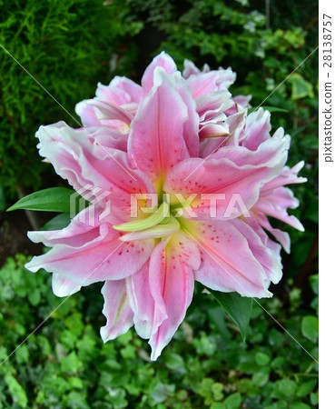 百合 莉莉 特寫 28138757