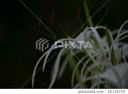 特寫 巨大 宏觀 28138759