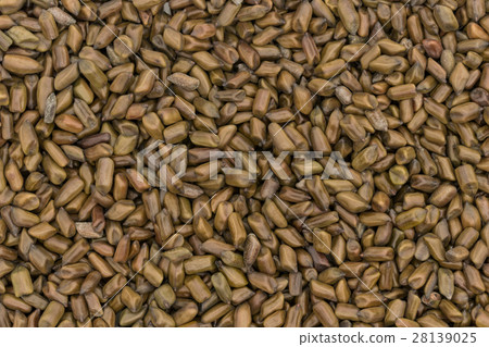 Daiko (Ketsumeishi): Seeds of Senna obtusifolia Daiko (Ketsumeishi): Seeds of Senna obtusifolia 28139025