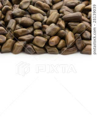 Daiko（Ketsumeishi）：Senna obtusifolia的種子 28139039