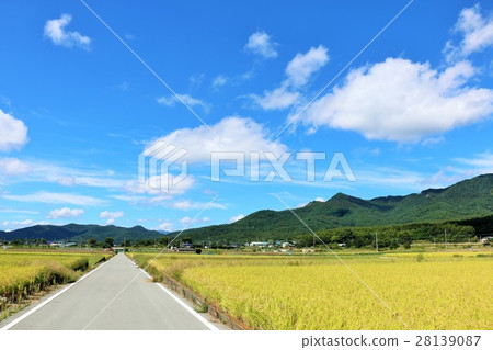 Autumn sky blue sky and rice field view 28139087