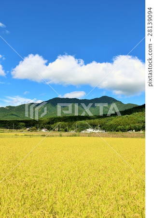Autumn sky blue sky and good harvest rice field 28139094