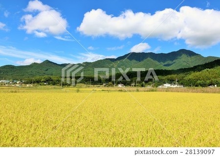 Autumn sky blue sky and good harvest rice field 28139097