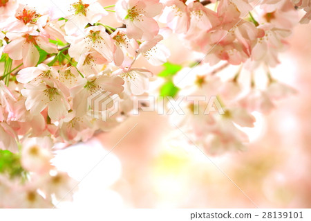 Cherry blossoms come back to Washington's residence 28139101