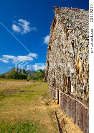 Typical barn on tobacco plantations 28139259