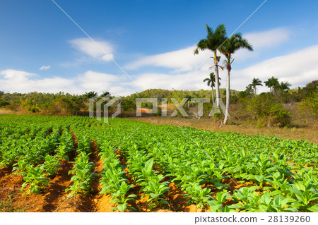 Famous Cuba tobacco area,Valley de Vinales 28139260