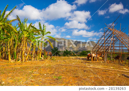 Traditional drying shed tobacco plantation. Traditional drying shed tobacco plantation. 28139263