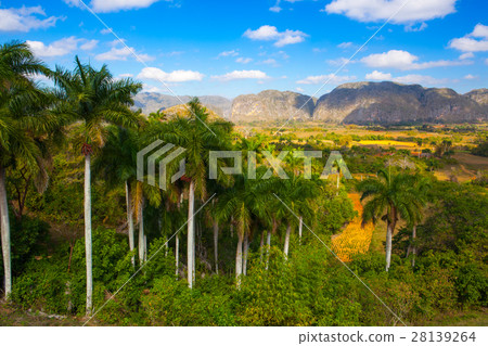 Famous Cuba tobacco area,Valley de Vinales 28139264