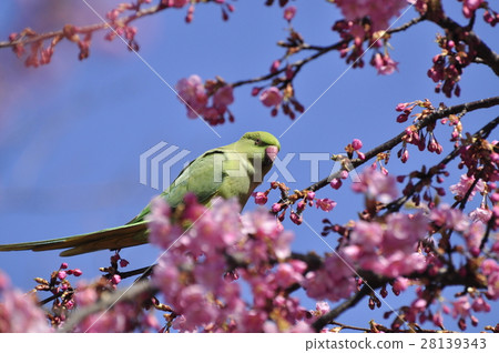 Cherry blossoms and parakeets? Cherry blossoms and parakeets? 28139343