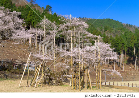 岐阜_盛開的櫻花盛開 岐阜_盛開的櫻花盛開 28139432