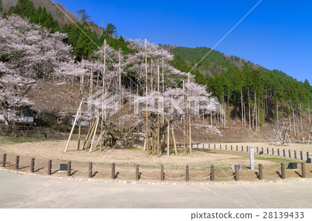 Gifu _ Light cherry blossoms in full bloom 28139433