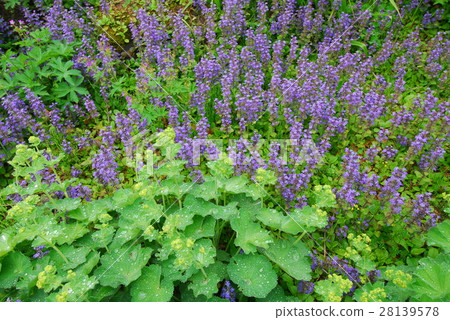 plateau garden 28139578