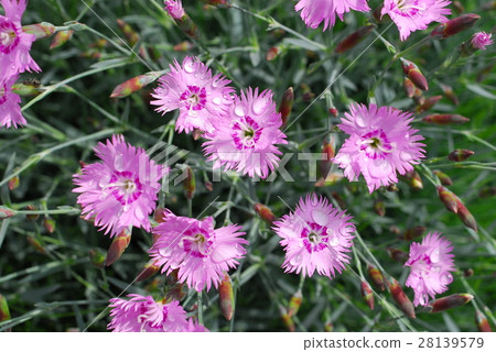 plateau garden 28139579