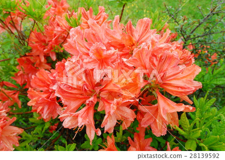 plateau Beech Primeval forest 28139592