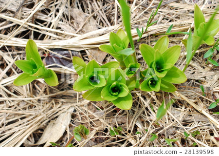 National Park 28139598