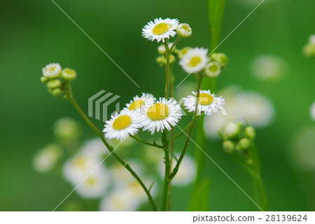 Morioka City street 28139624