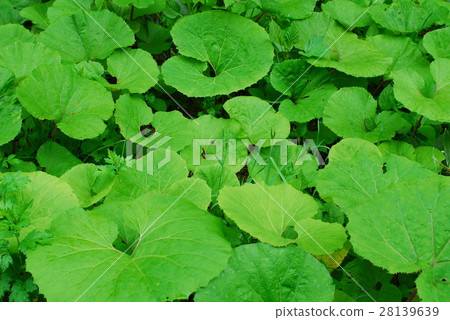 plateau Beech Primeval forest 28139639