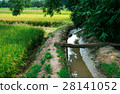 彰化水圳稻田 28141052