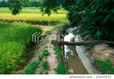 彰化水圳稻田 彰化水圳稻田 28141052