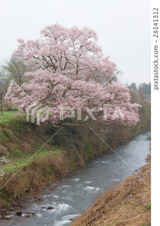 Toyama _ Mukino Ohgahan Sakura 28141312