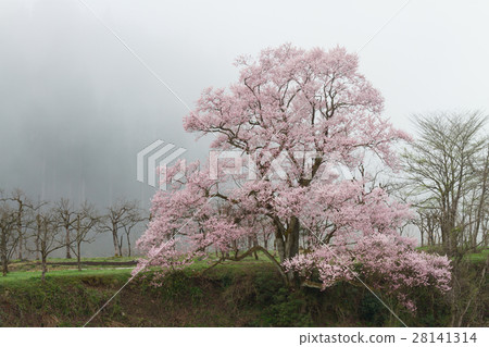 Toyama _ Mukino Ohgahan Sakura Toyama _ Mukino Ohgahan Sakura 28141314