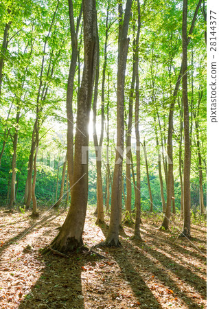 Fresh green of Niigata _ beautiful forest 28144377