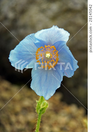 喜馬拉雅山的罌粟 28145042