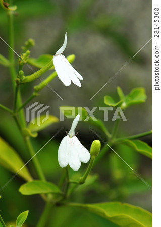 白鶴靈芝草 28145308