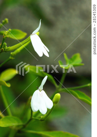 白鶴靈芝草 白鶴靈芝草 28145309