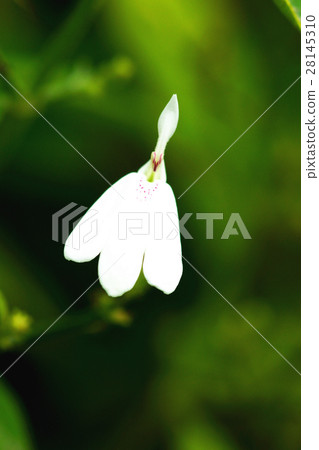 白鶴靈芝草 白鶴靈芝草 28145310