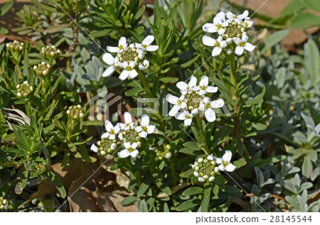 Iberis 28145544