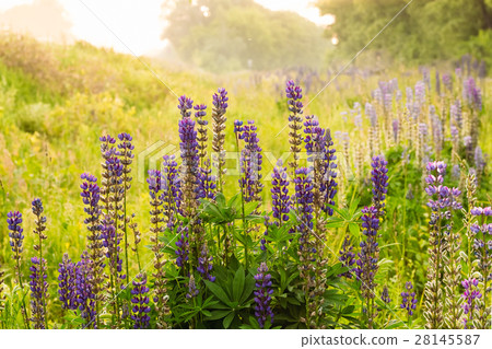 Lupin blooming purple flowers backlit Lupin blooming purple flowers backlit 28145587