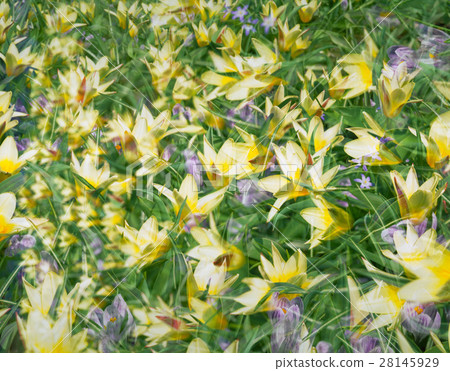 tulip tulip 28145929