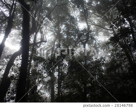 the forest Fog ancient Forest of Doi Inthanon the forest Fog ancient Forest of Doi Inthanon 28146798