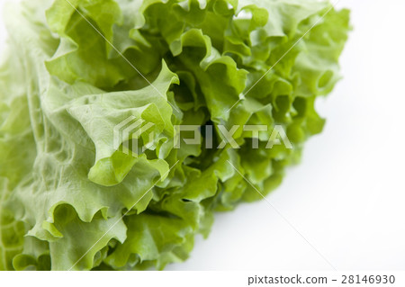 Pleated lettuce simple · white back photo Pleated lettuce simple · white back photo 28146930