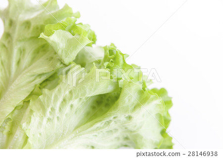 褶生菜簡單·白背照片 28146938