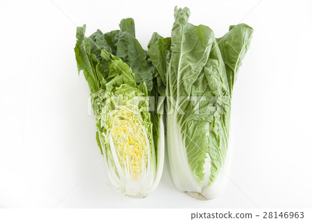 Salad Chinese cabbage simple and white back pictures 28146963