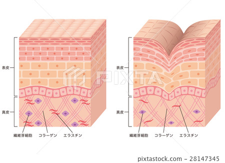 Structural cross section of wrinkle skin - Stock Illustration [28147345 ...