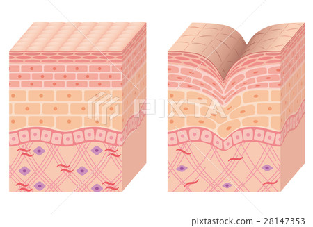 Structural cross section of wrinkle skin - Stock Illustration [28147353 ...