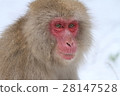 Japanese macaques 28147528