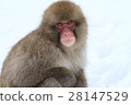 Japanese macaques 28147529