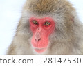 Japanese macaques 28147530